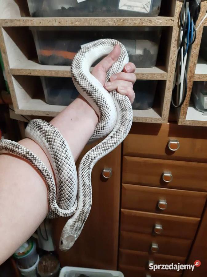 Wąż zbożówka obsoleta whitesided