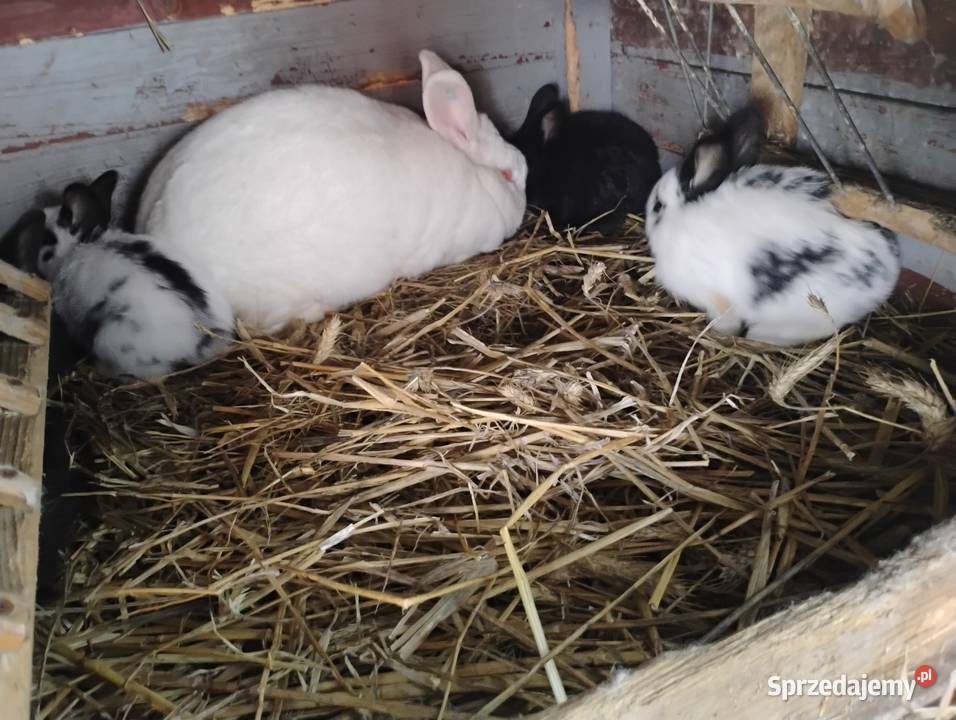 Młode króliki Września