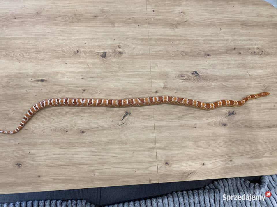 Sprzedam 2 węże Boa i zbożowy Grupa