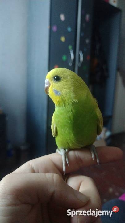Papużka falista oswojona z klatką nowąkarma duża