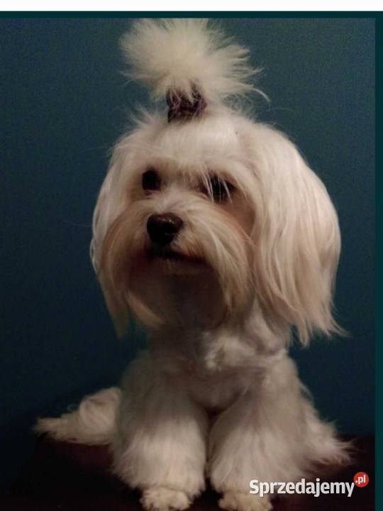 Maltipoo czarny piesek Wyszków