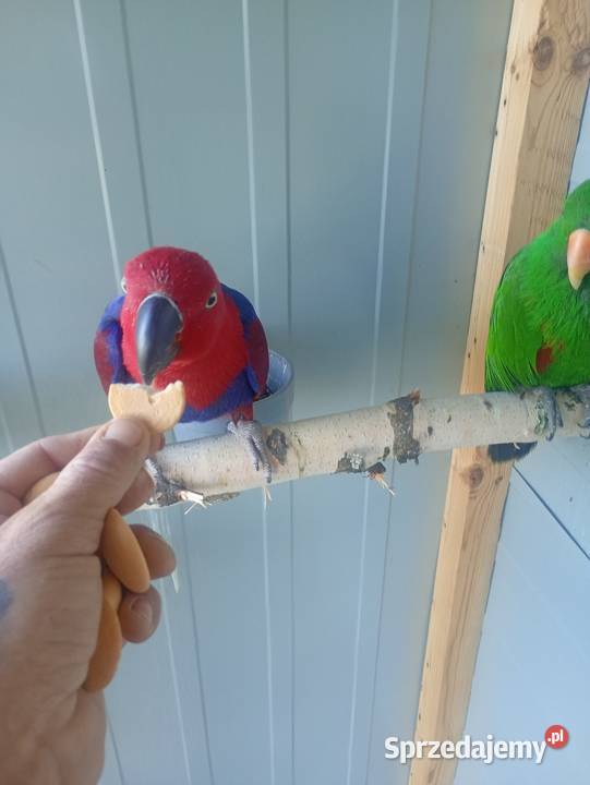Lory oswojone