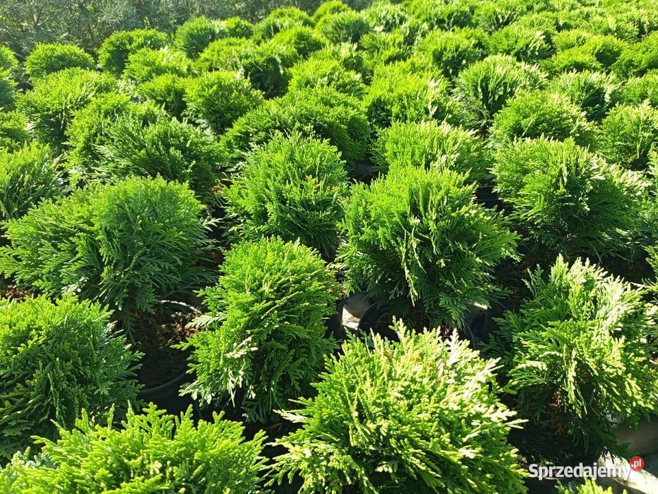 Thuja Danica kulka 20 Wrocław Rośliny dolnośląskie Januszkowice sprzedam