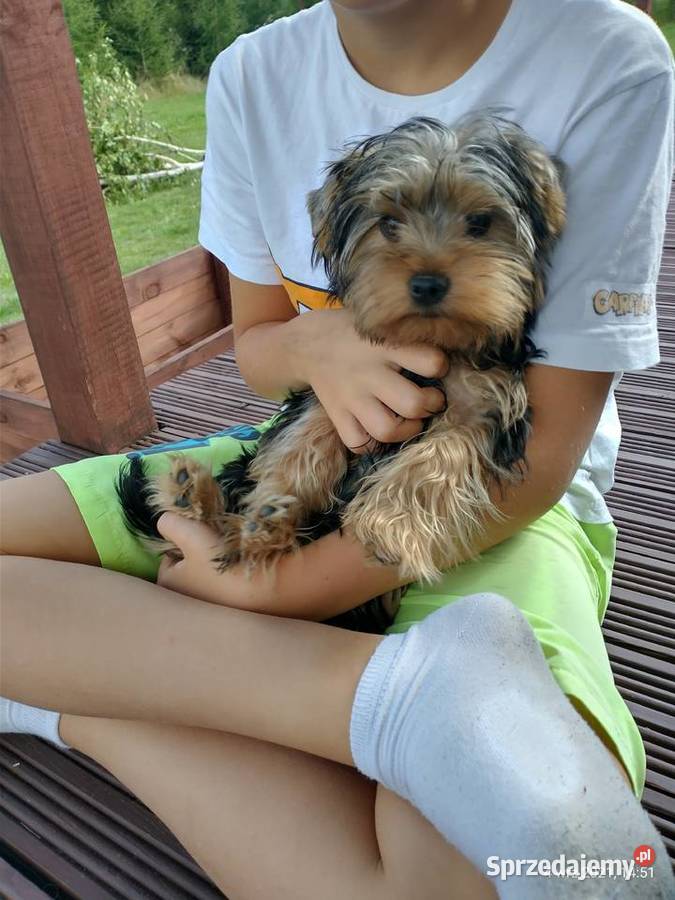 Yorki 4 miesięczne odchowane pieski Wrocław
