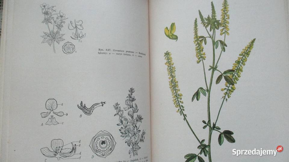 Zarys botaniki farmaceutycznej Broda farmacja biologia, ekologia Łódź