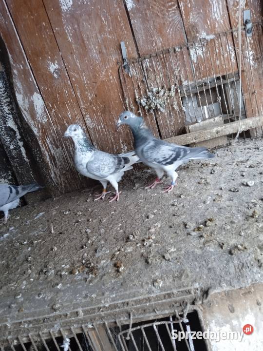 Sprzedam całe stado gołębi pocztowych Drozdówka sprzedam