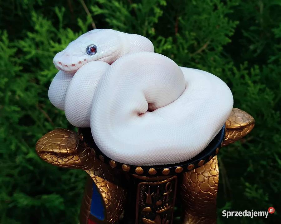 Wąż pyton królewski Python regius Enchi Lesser Warszawa