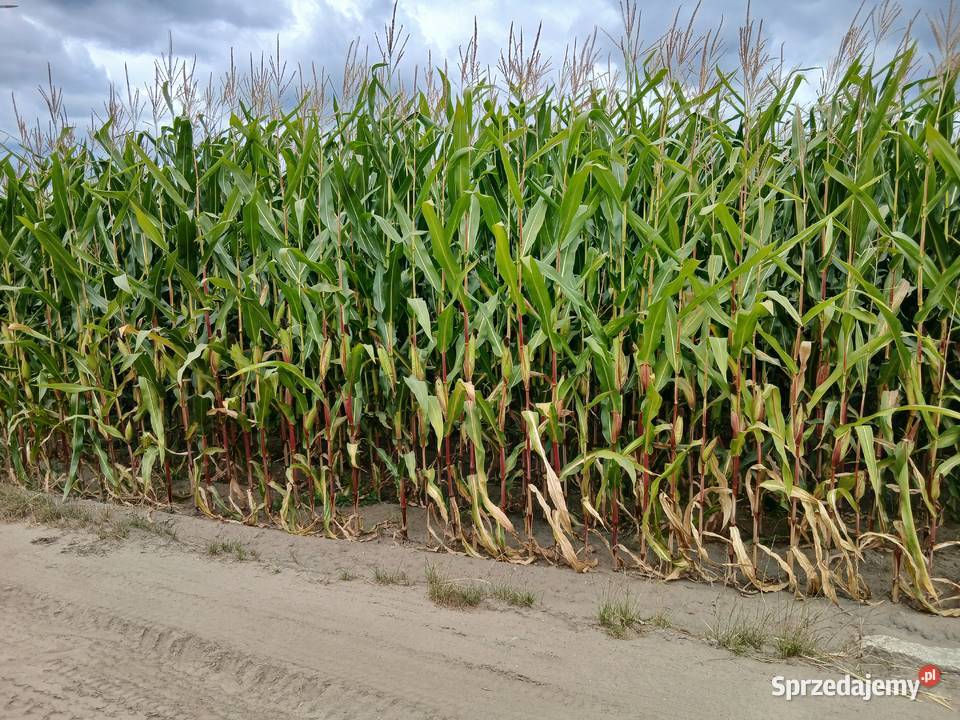 Sprzedam kukurydzę na kiszonkę Nakło nad Notecią