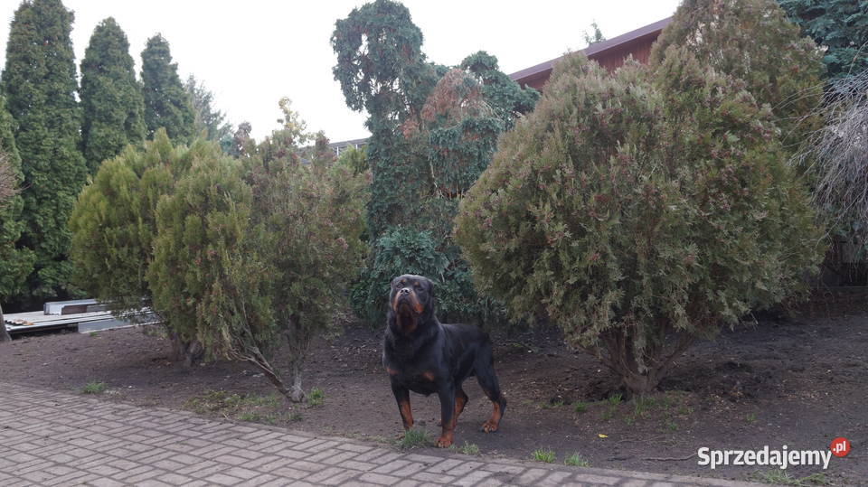 szczeniaki rottweiler kujawsko-pomorskie