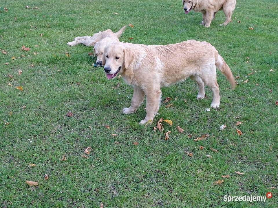 Golden retriever 6 miesięczne Przysucha sprzedam