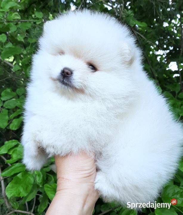 Suczka szpic miniaturowy pomeranian Szpic miniaturowy Pabianice