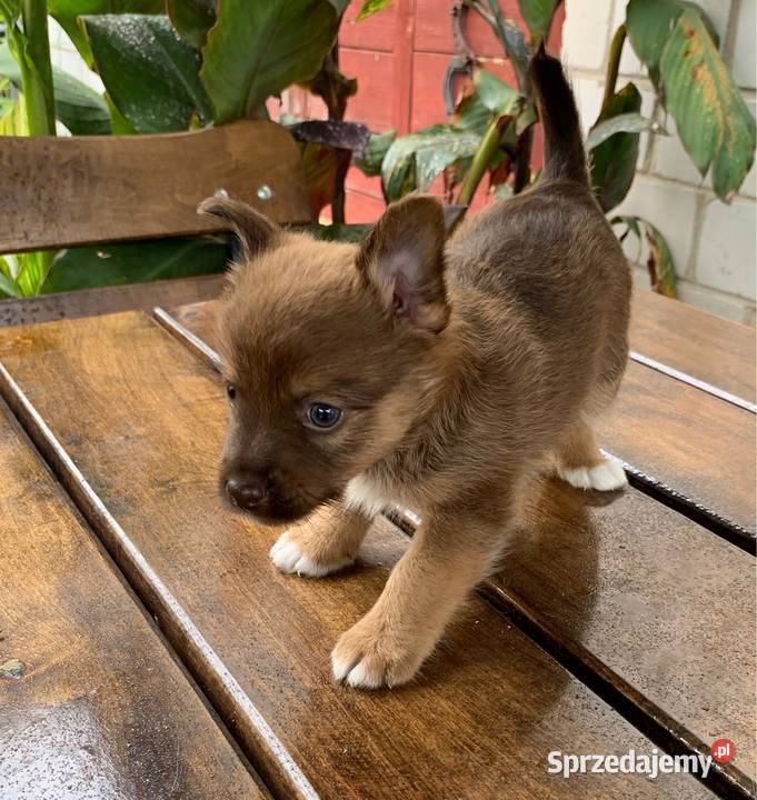 Piesek tata chihuahua mama york Leoncin sprzedam