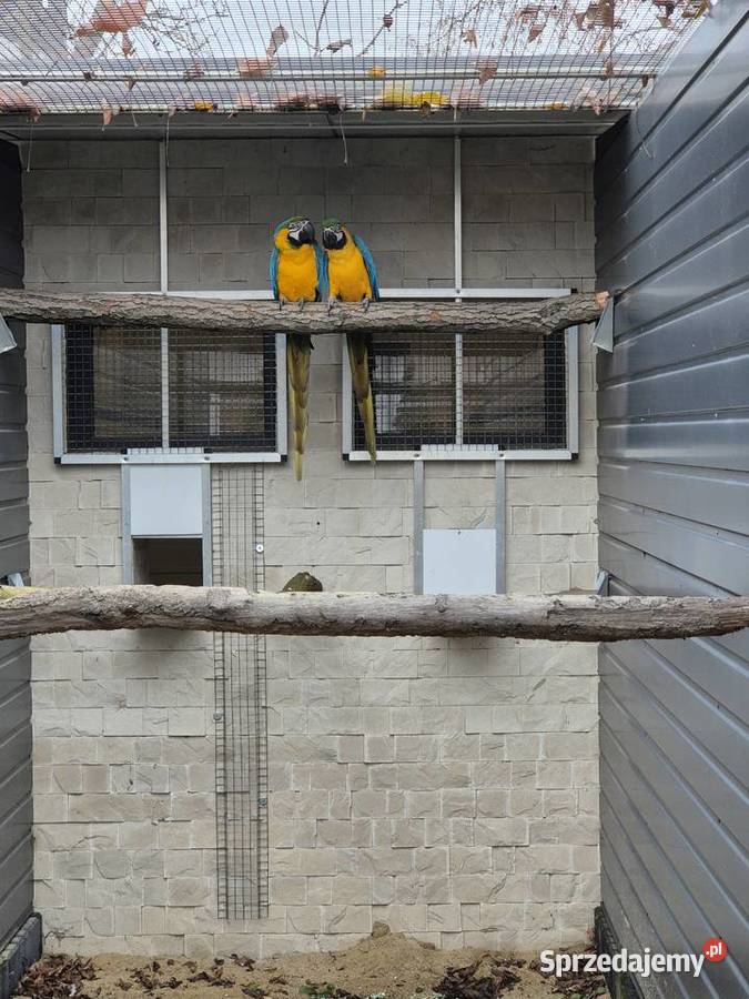 Ara Ararauna para wielkopolskie Rakoniewice sprzedam