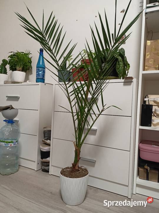 Daktylowiec Kanaryjski wys 95 sprzedam