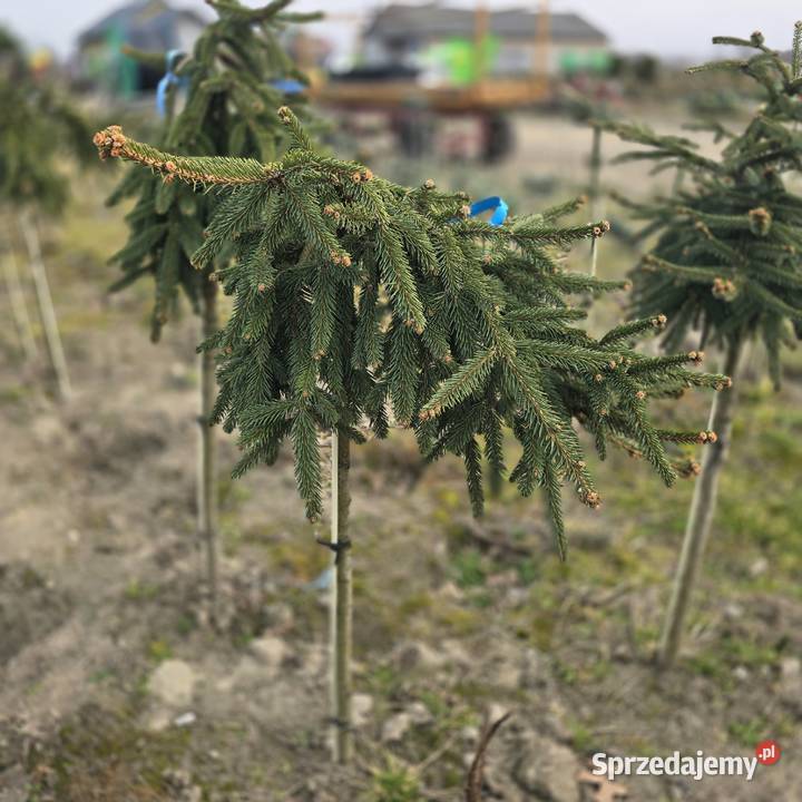 Thuja Smaragd 120 PRODUCENT Rydzyny