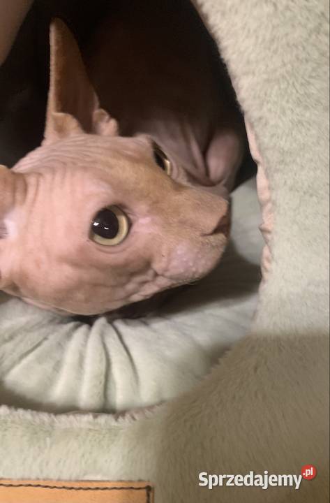 Sfinks Kanadyjski Reproduktor usługa dla zwierząt