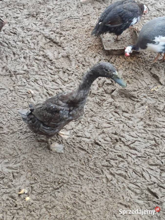 Kaczki biegusy biegusy indyjskie Krasnystaw