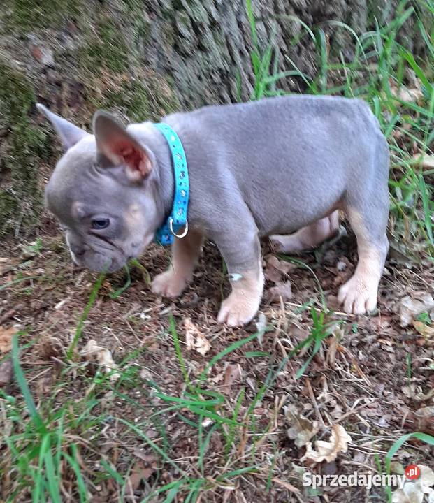 Buldog francuski piekne suczki Pabianice