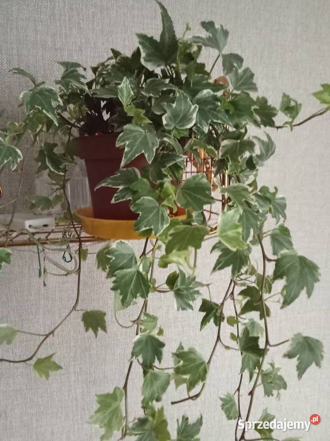 Roślina doniczkowa bluszcz Hedera Helix Łódź