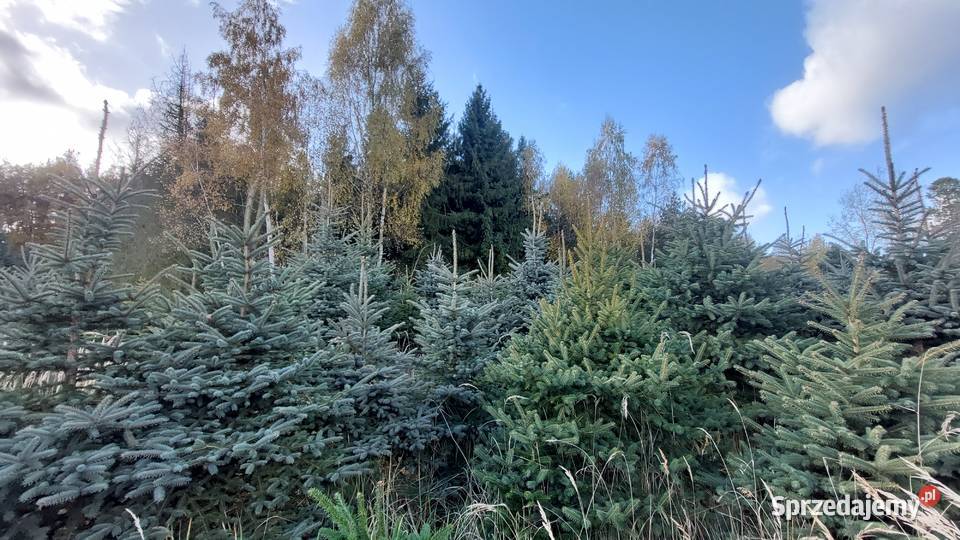 świerk srebrny 15 25m Plantacja Osuchów sprzedam