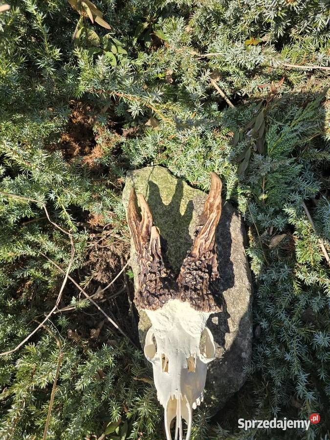 AKTUALNY REKORD ŚWIATA HAMPSHIRE 2893 CIC KOPIA śląskie Orzesze sprzedam