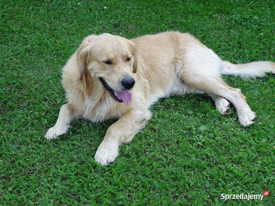 Golden retriever 15 miesięczny Przysucha