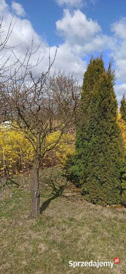 Piękna działka ROD 40zł/m2 sprzedam