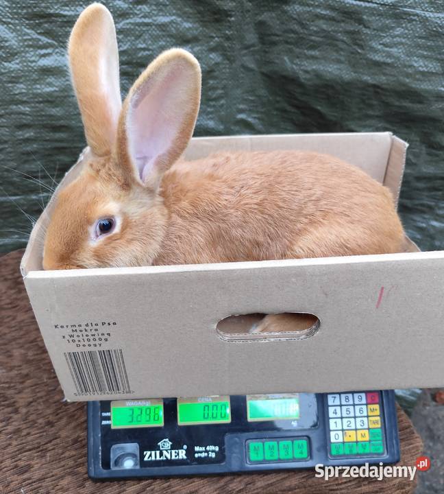 Samiec Burgundzki Bu Zadzim