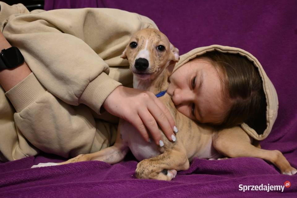 Whippet Chart Angielski Aleksandria sprzedam