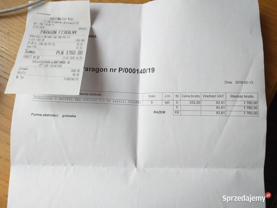 Kukurydza DKC 3441 Przeworsk