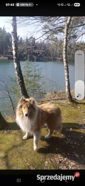Owczarek Szkocki Collie Szczeniaki SUCZKI Olesno