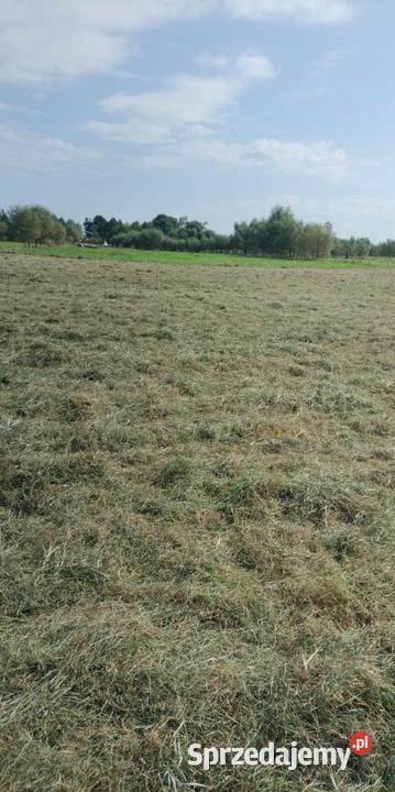 Bele siana 2023 Stare Kurowo