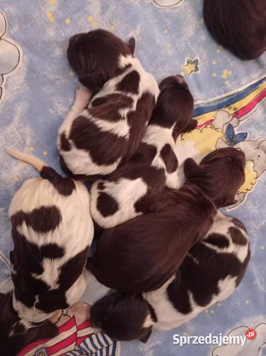 Płochacz niemiecki Wachtelhund szczenięta ZKwP Darłowo
