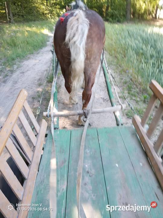 Sprzedam sześcioletnią klacz Pieńki