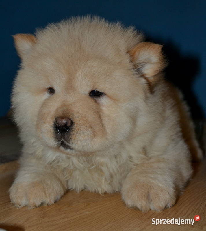 CHOW CHOW CZAU CZAU ŚLICZNE SUCZKI Janinów