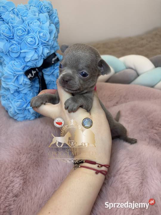 Chihuahua mini piesek krótkowłosy liliowy mini