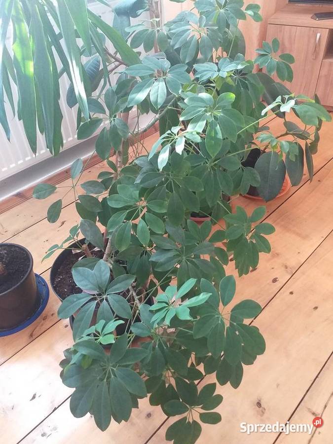 Kwiaty doniczkowe Zduńska Wola