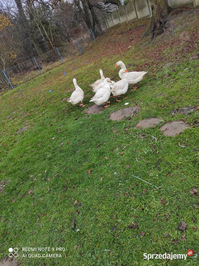 Sprzedam Gęsi Połęczyno sprzedam