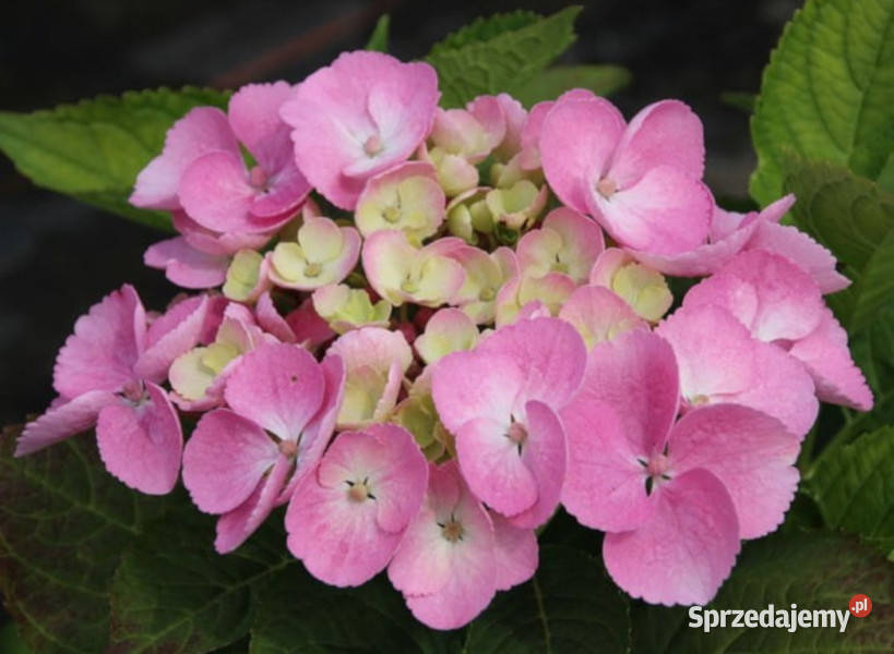 HORTENSJA OGRODOWA Messelina sadzonki w Liściaste Ustronie