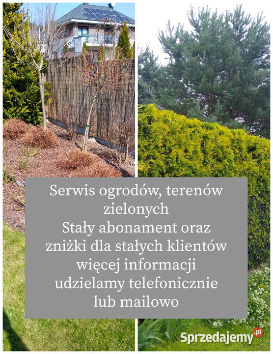 Cięcie formowanie roślin Pielęgnacja ogrodów Kielce