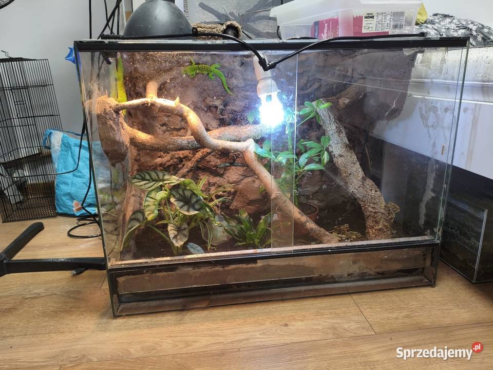 Para felsum madegaskarkich z terrarium śląskie Gliwice