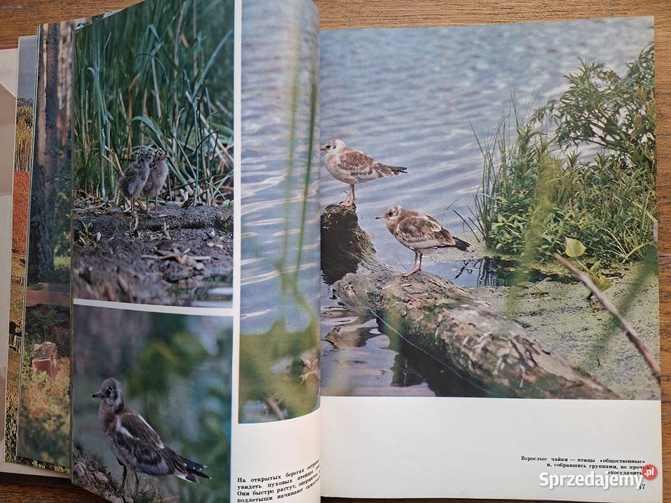 Darwinskij park narodowy