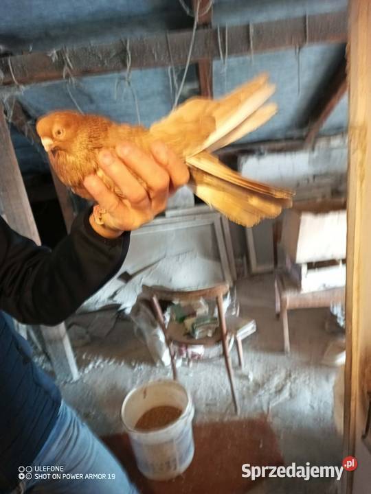 Gołębie zamojskie górnolotne lubelskie Płoskie