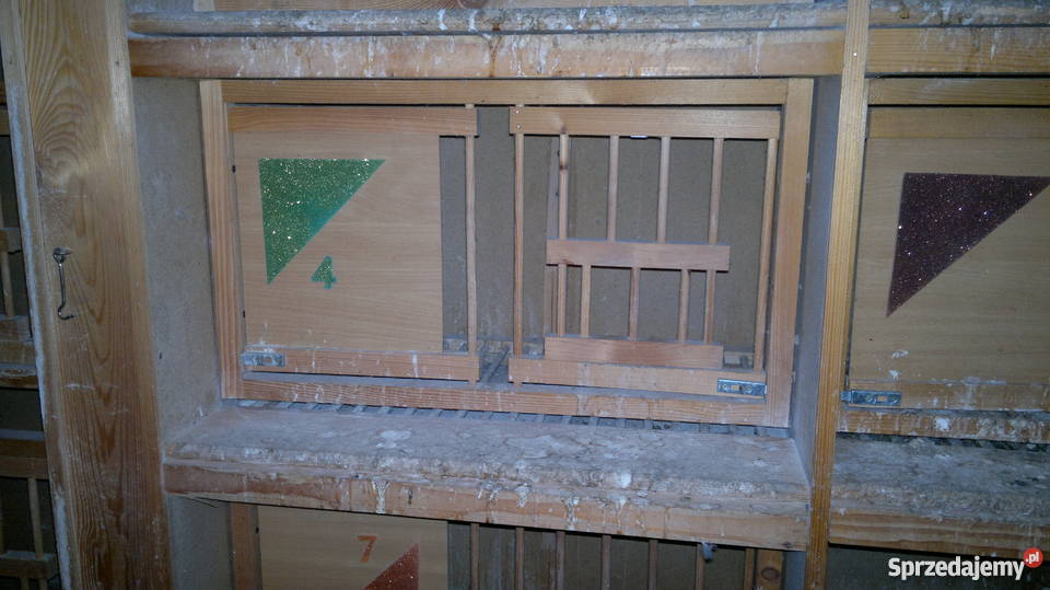 Cele gołebi mazowieckie Warszawa