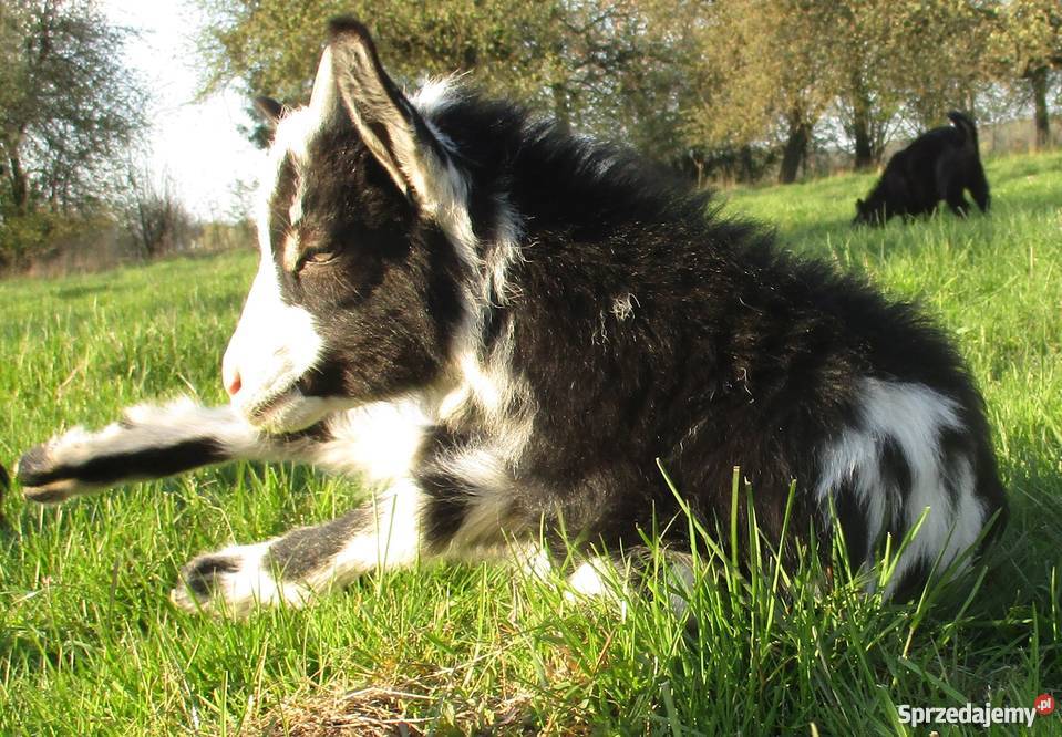 Sprzedam kozły i koźlęta tegoroczne