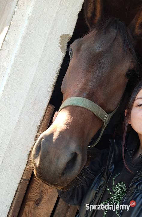 Dajana klacz małopolska