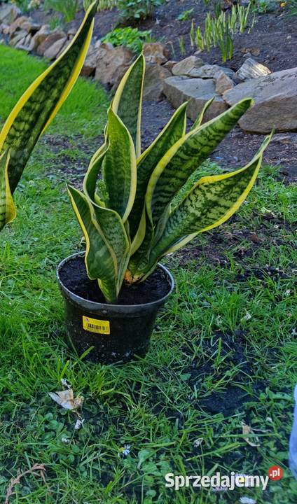 Sanseveria Języki teściowej Mysłowice