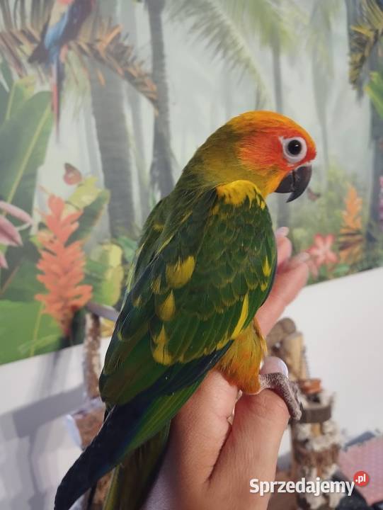 Papuga konura słoneczna ręcznie karmiona Miastko