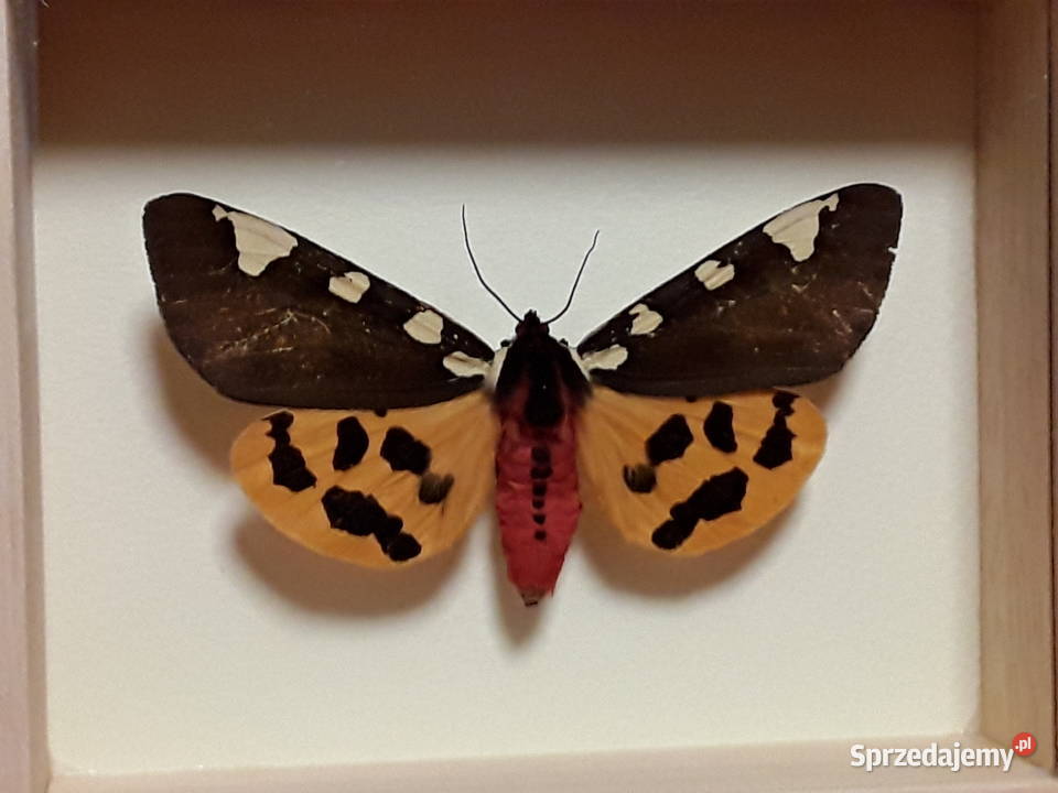 Motyl w ramce 12x10 Pericallia matronula 77 mm zachodniopomorskie Szczecin
