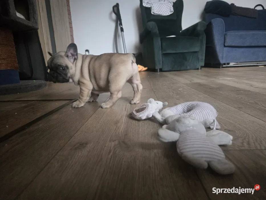 Buldog Francuski Suczka Spokojny Charakter sprzedam